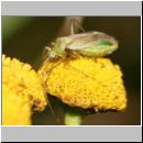 Adelphocoris sp - Weichwanze 01a.jpg